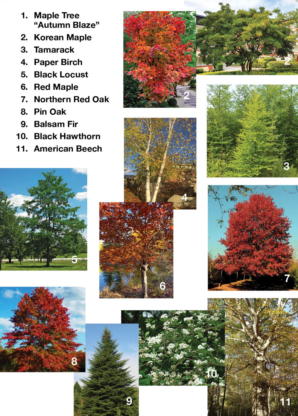 Tree Varieties