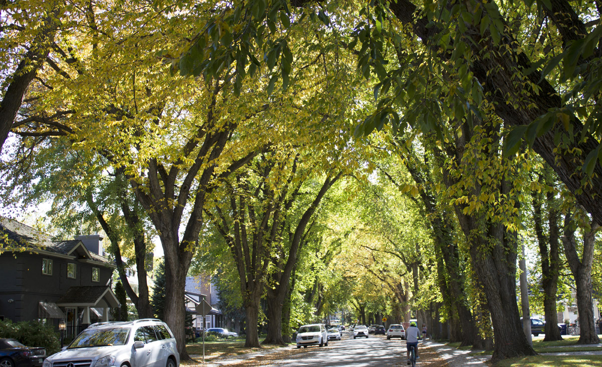 Elm Canopy